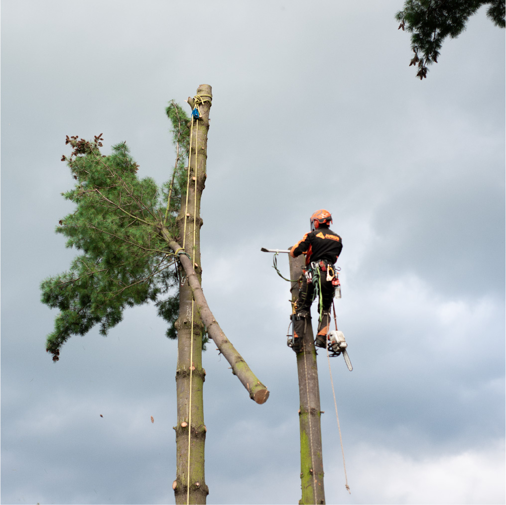 Émondage d'arbre
