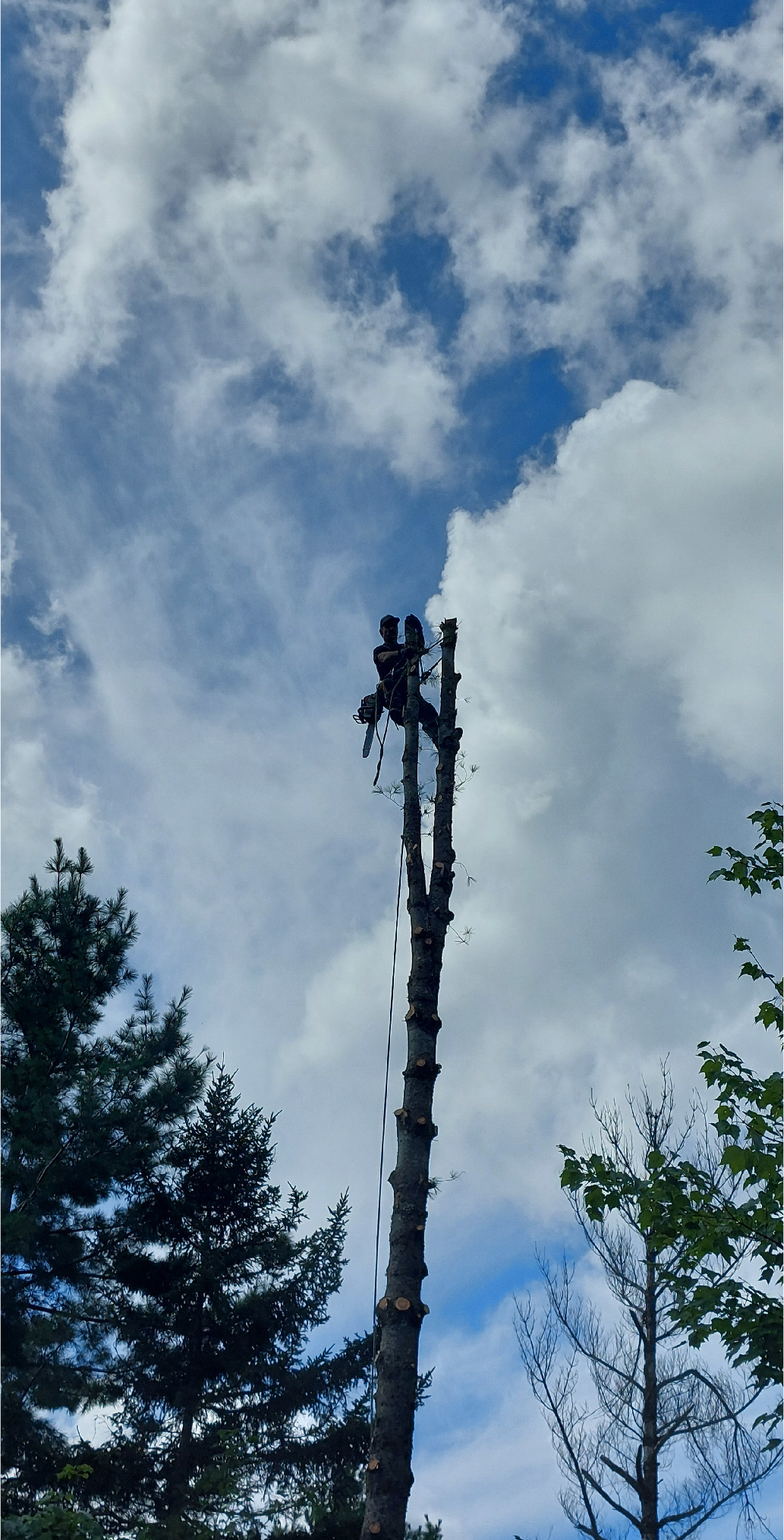 Émondage d'un arbre par Pascal Lemelin