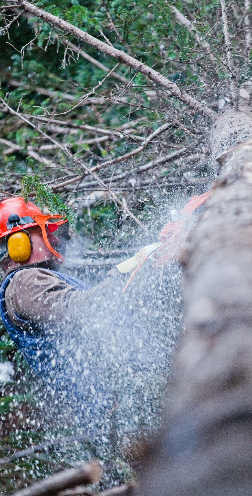 Nettoyage de branche sur arbre après abattage 1